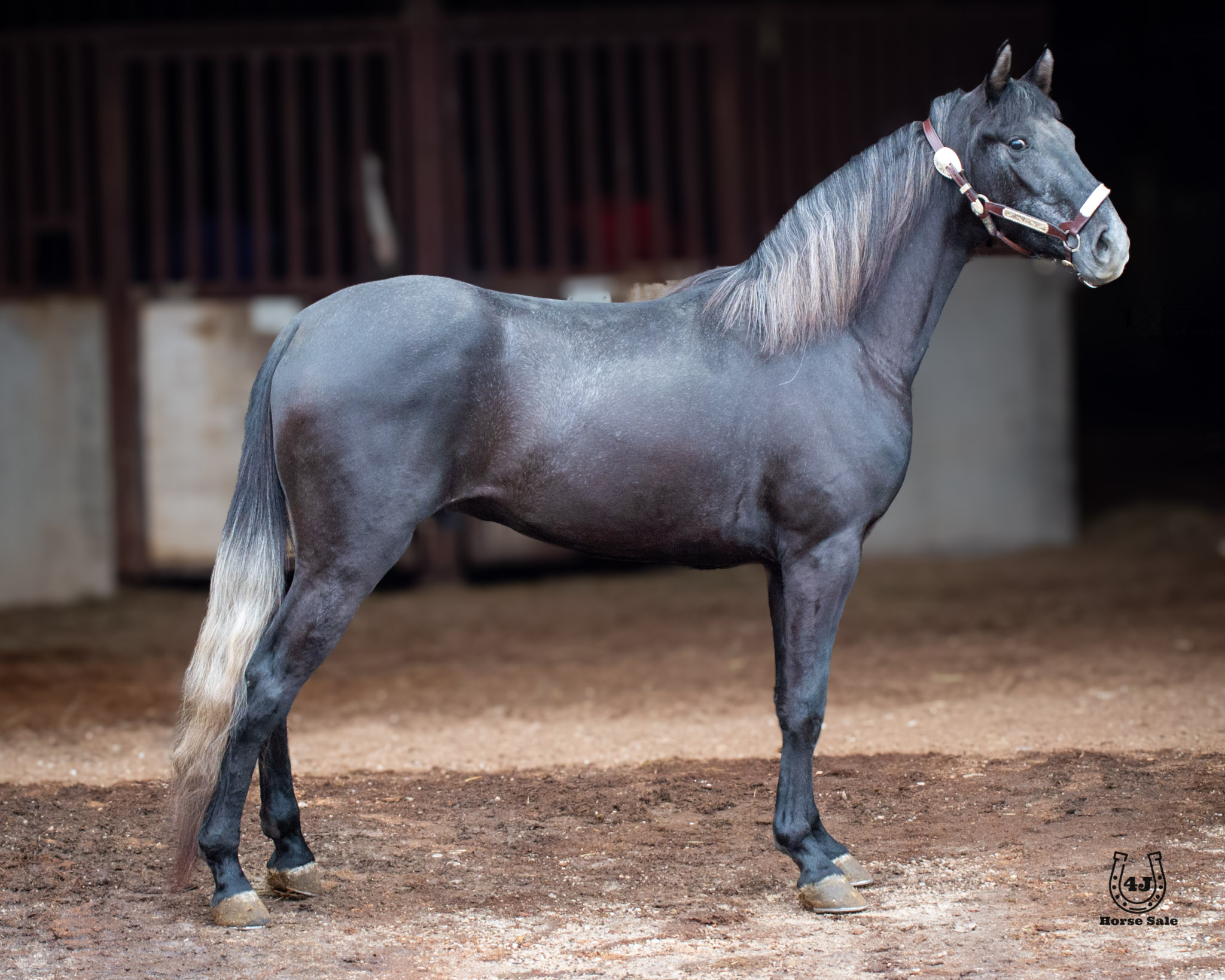 “LIGHTNING” - Honors Silver Man-image