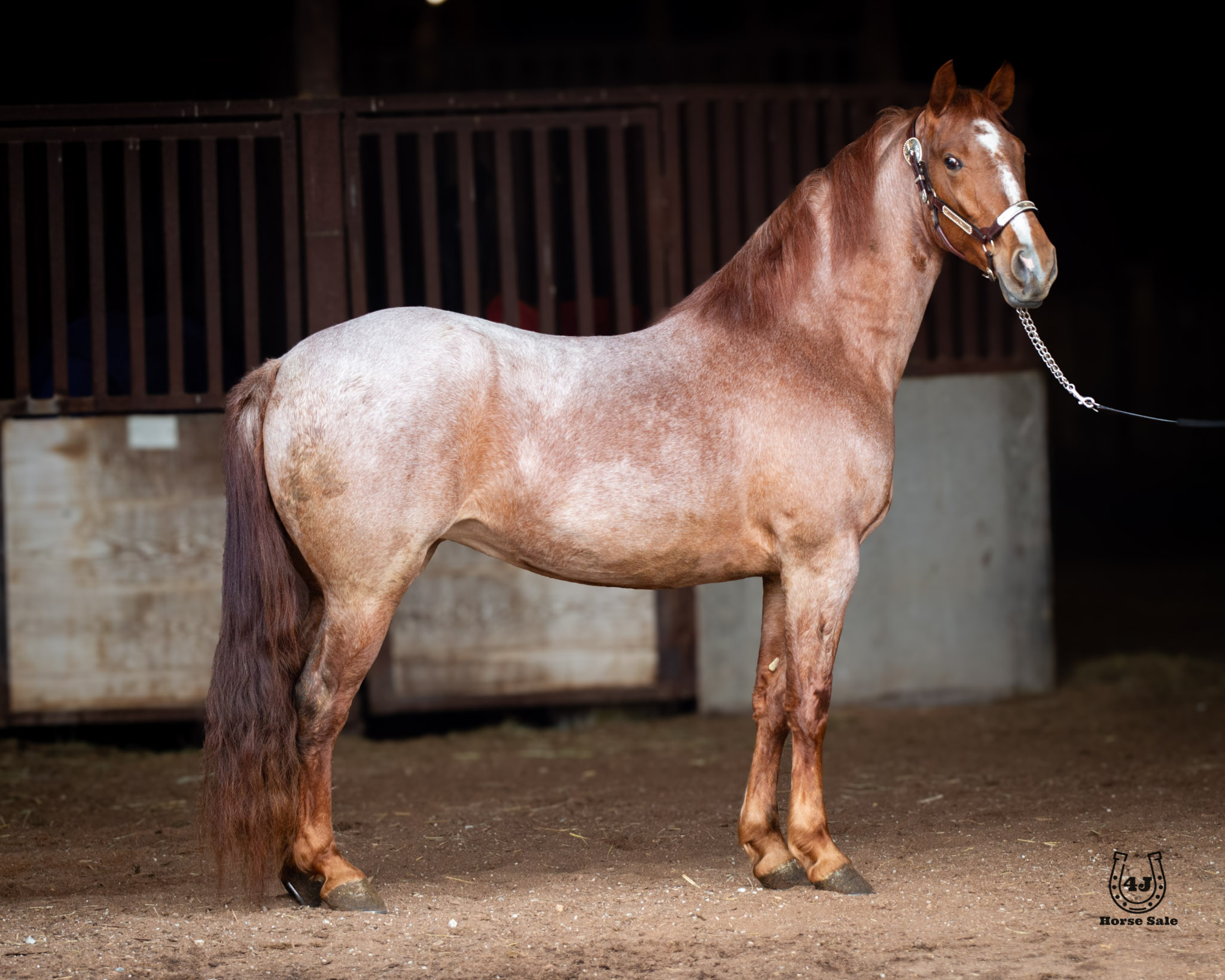 “MOLLY” - She’s One In A Million-image