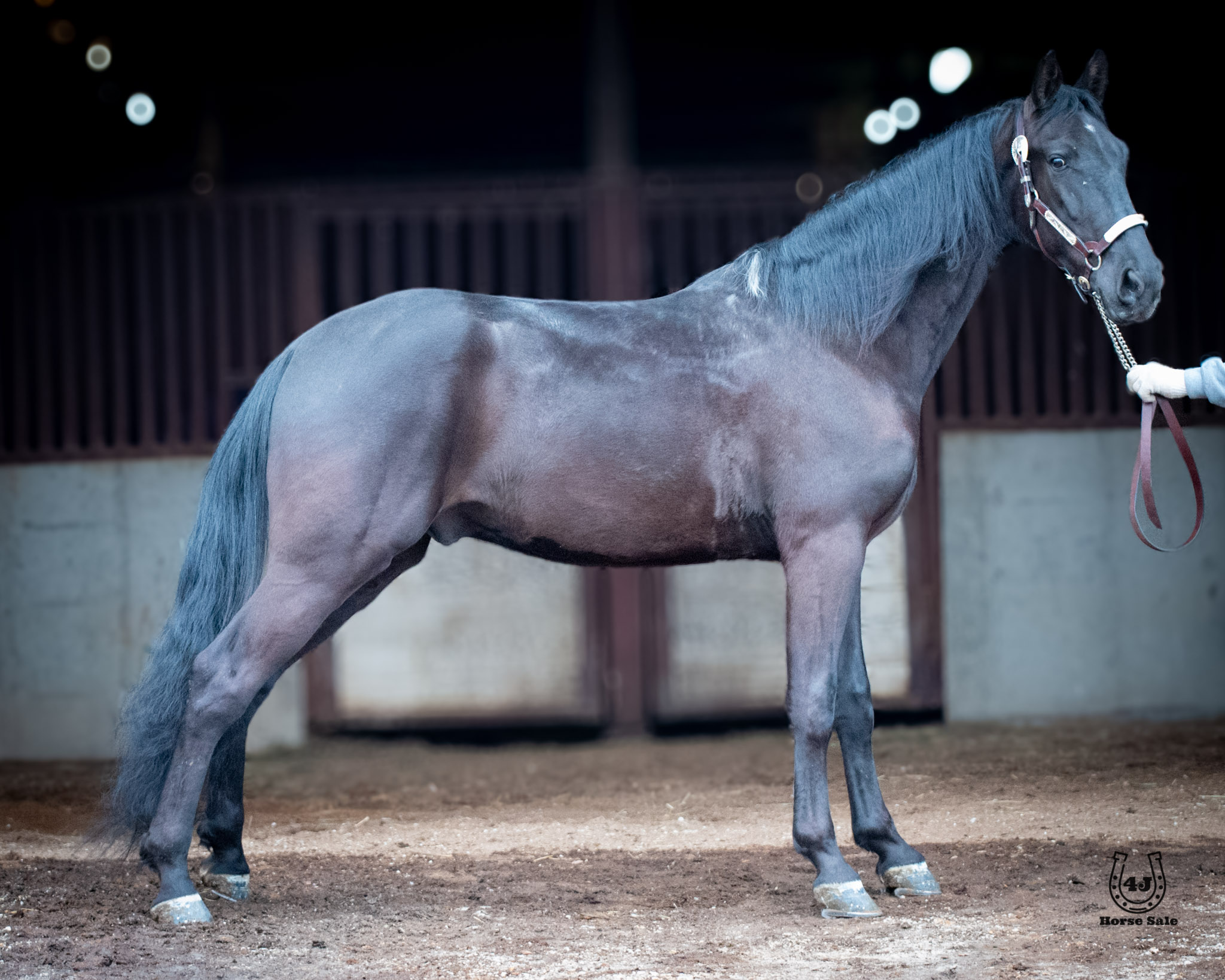 “ROCCO” - Guilty As Charged CWF-image